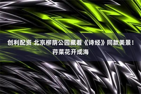 创利配资 北京柳荫公园藏着《诗经》同款美景！荇菜花开成海